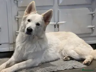 White Swiss Shepherd dogs White Swiss Shepherd stud. in Pontypool - Advert 1