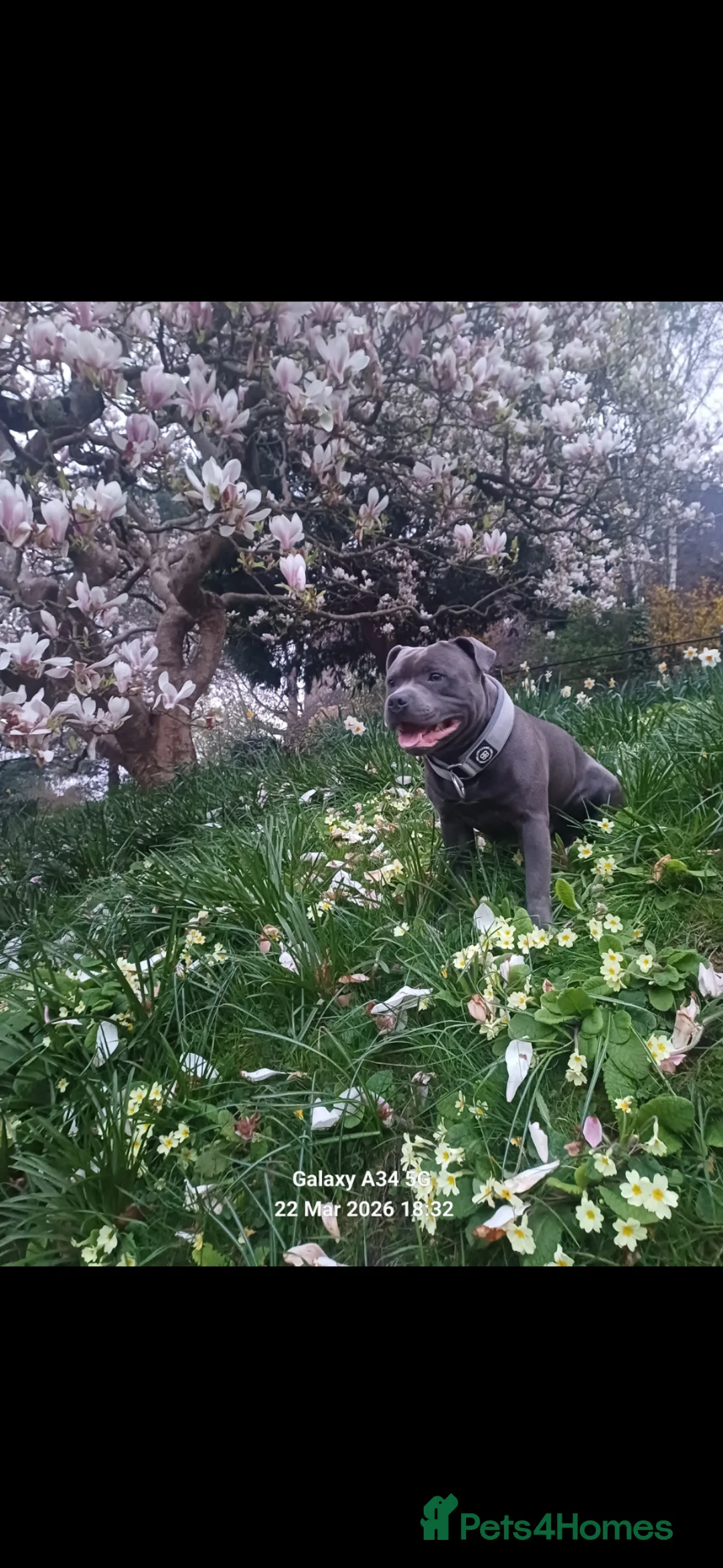 Staffordshire Bull Terrier dogs for stud: Zeus for stud, stunning fully kc blue staffy boy  - Advert 2