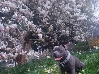 Staffordshire Bull Terrier dogs Zeus for stud, stunning fully kc blue staffy boy - Advert 5