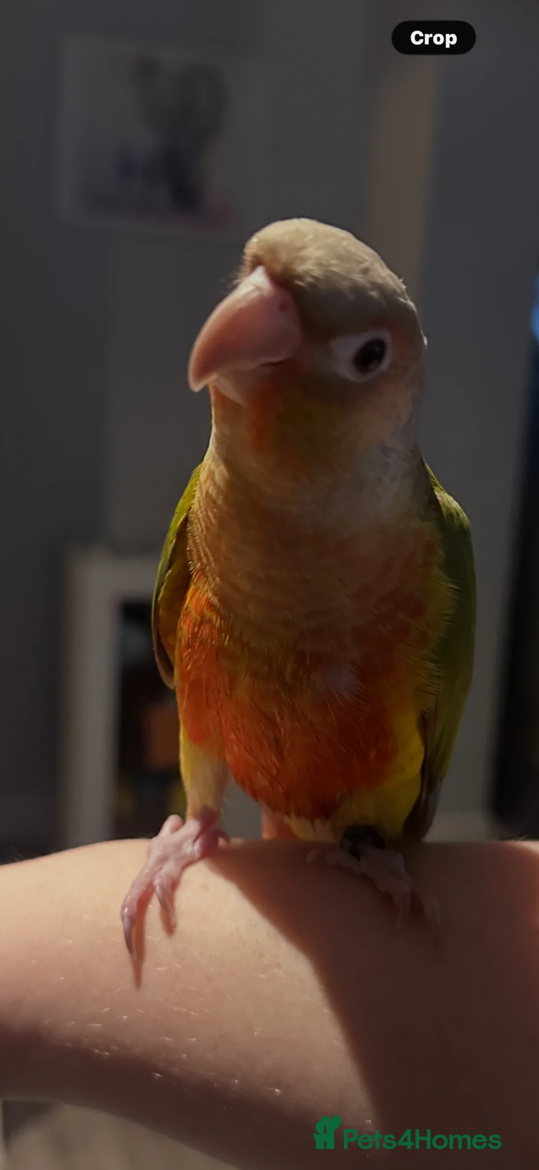 Conures birds for sale: Green cheeked pineapple conure in Jarrow - Advert 2