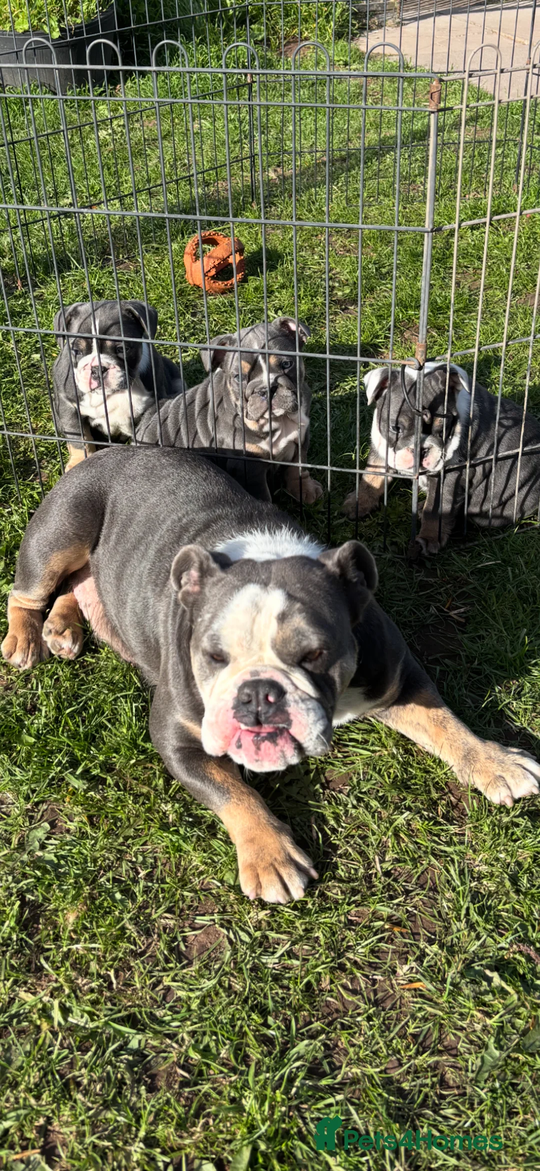 English Bulldog dogs for sale: Bulldog puppies  - Advert 1