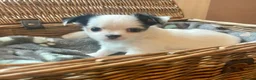 Chihuahua dogs for sale: Beautiful Chihuahuas girls in Bootle - Advert 5