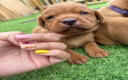 Labrador Retriever dogs for sale: Stunning Fox Red Labrador puppies  - Image 35
