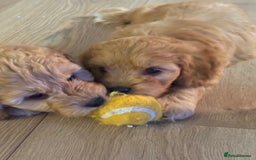 Cockapoo dogs for sale: Cockapoo puppy - Image 2