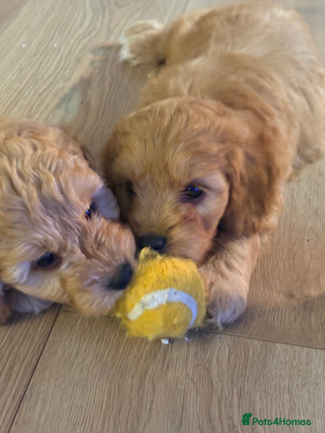 Cockapoo dogs for sale: Cockapoo puppy - Image 2