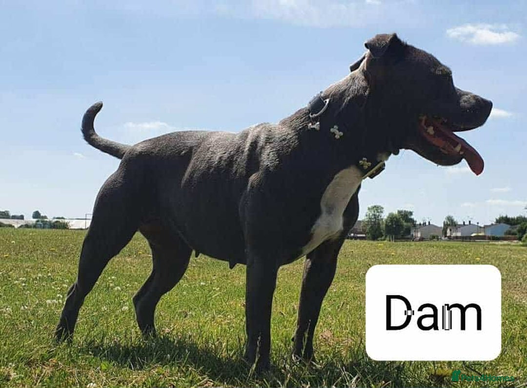 Staffordshire Bull Terrier dogs for sale: KC Registered Champions Bloodline Show Quality  - Image 24