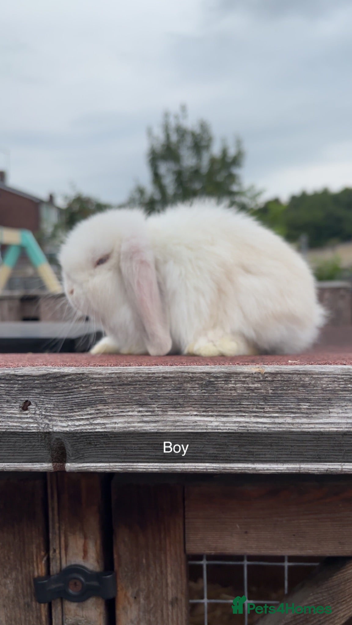 Mini Lop rabbits Mini lop rabbits ready to leave  - Advert 1