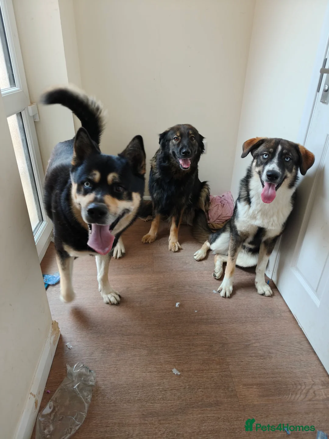 Shepsky dogs for sale: German shepherd/ husky cross 3 puppies  in Dereham - Advert 7