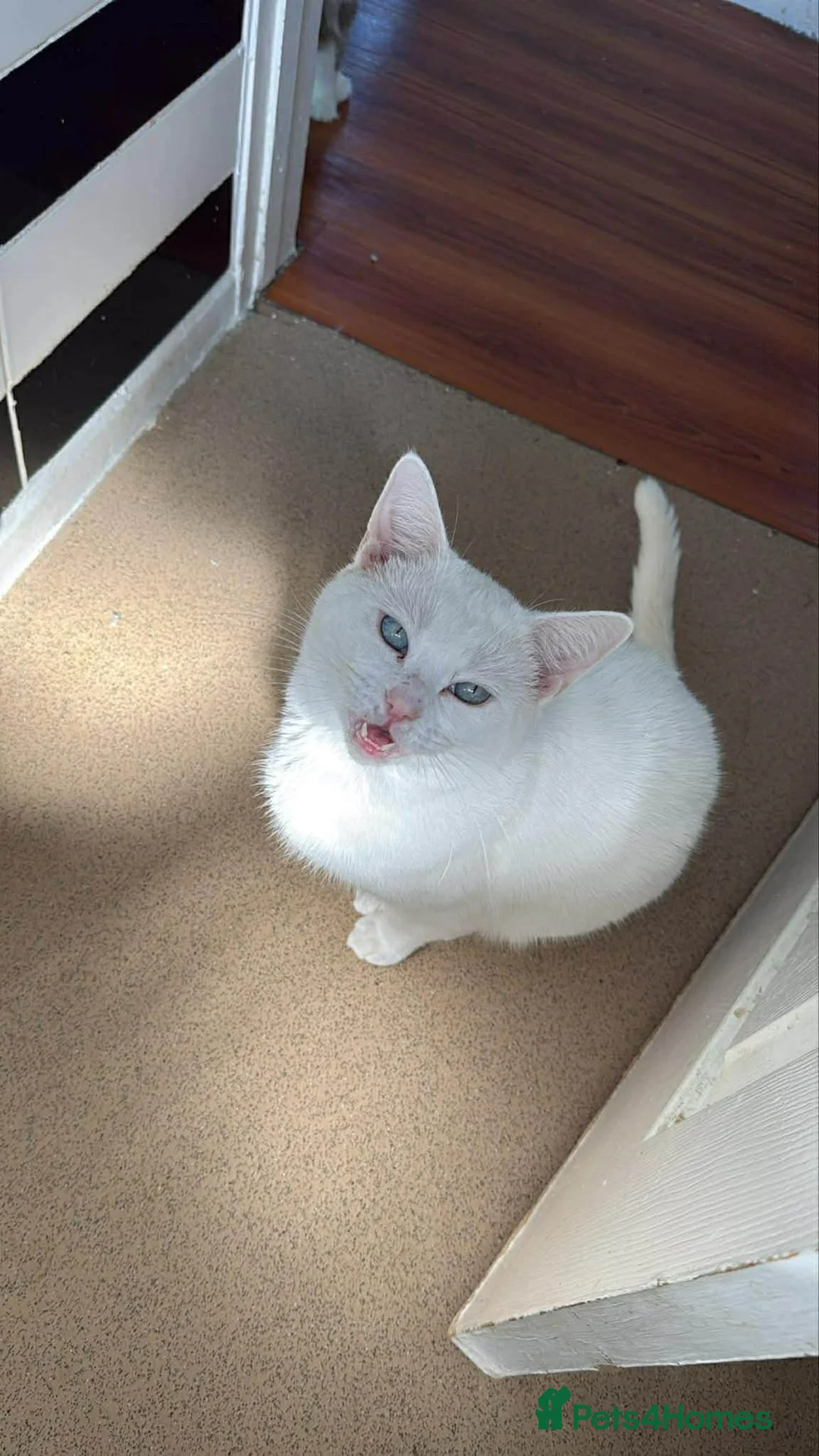 Mixed Breed cats for sale: Jax a loving cat in Hereford - Advert 1