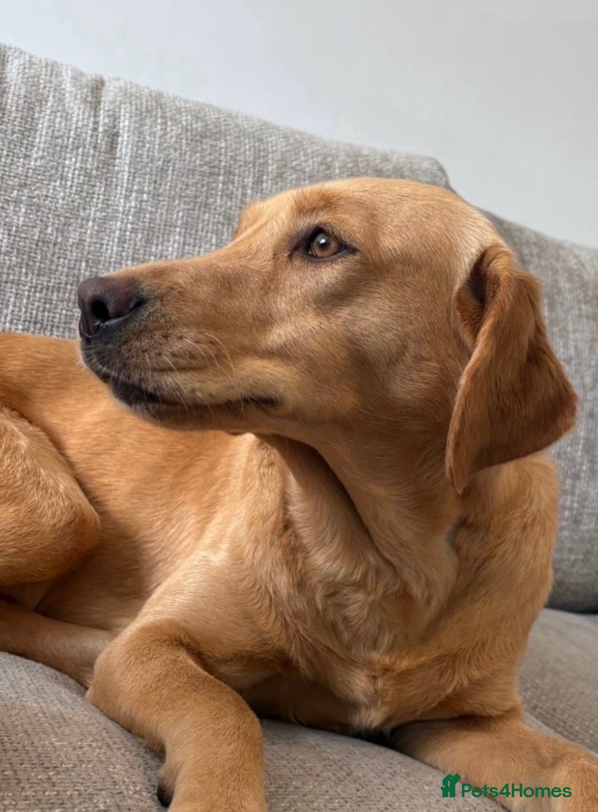 Labrador Retriever dogs Exceptionally Health Tested Champion Pedigree Pups - Advert 2