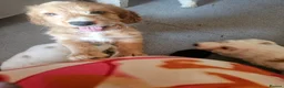 Cockapoo dogs for sale: Ready now!! Beautiful white and red F2 cockapoos - Advert 22