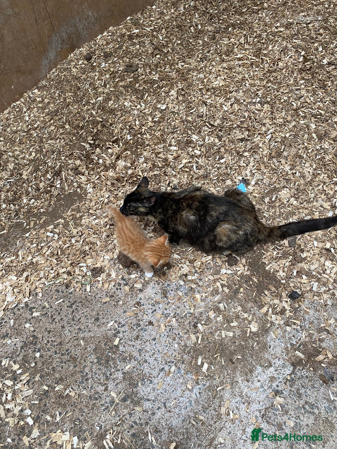 Mixed Breed cats for sale: Adorable Kittens  - Image 8
