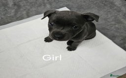 Staffordshire Bull Terrier dogs for sale: Blue staffordshire bull terrier  - Image 4