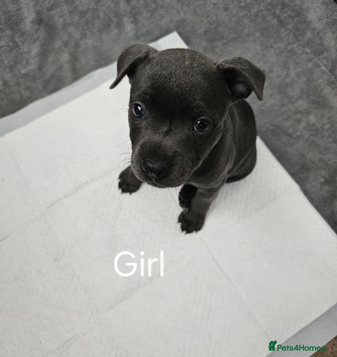 Staffordshire Bull Terrier dogs for sale: Blue staffordshire bull terrier  - Image 4