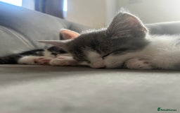 Domestic Shorthair cats for sale: Beautiful litter of kittens for sale - Image 11