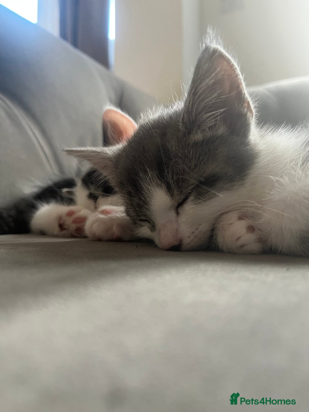 Domestic Shorthair cats for sale: Beautiful litter of kittens for sale - Image 11