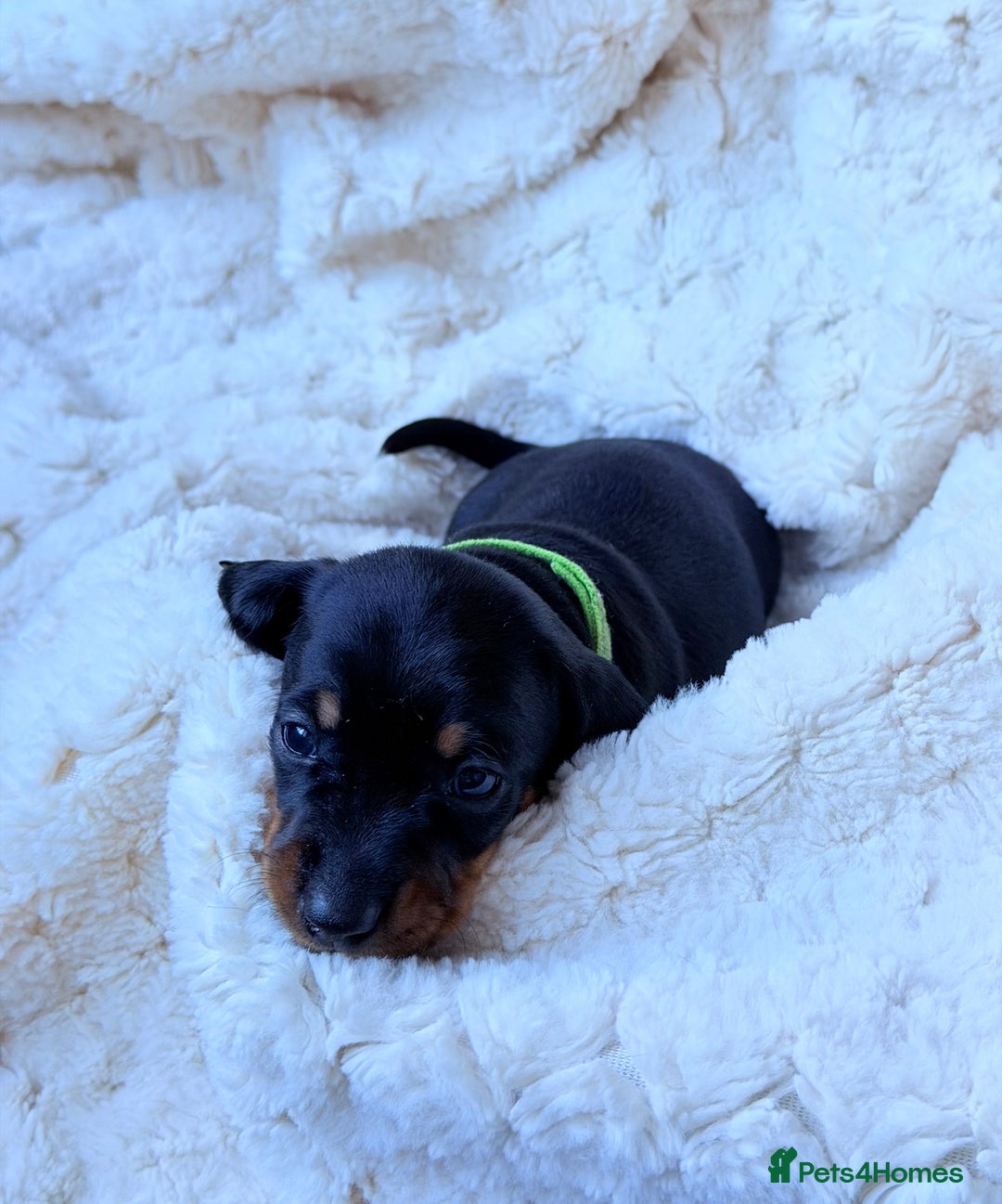 Miniature Dachshund dogs for sale: 🩵🩷✨ STUNNING MINIATURE DACHSHUND LITTER ✨🩷🩵 - Advert 19