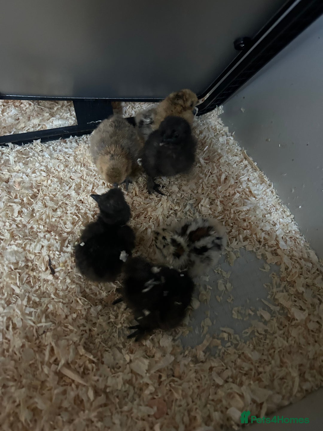 Chickens poultry for sale: Day old bantam silkie chicks  - Image 10
