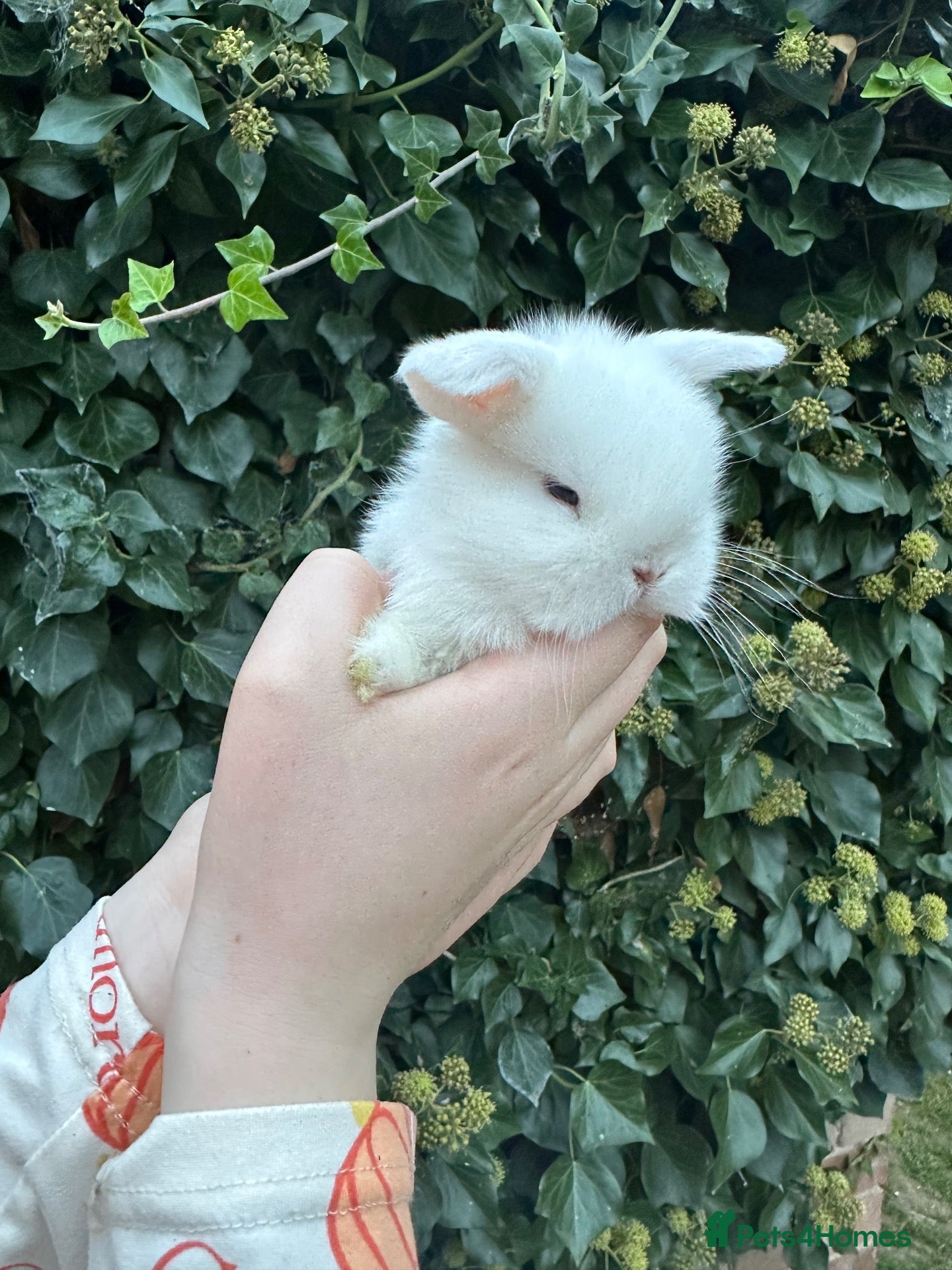Mini Lop rabbits Mini lops babies  - Advert 1