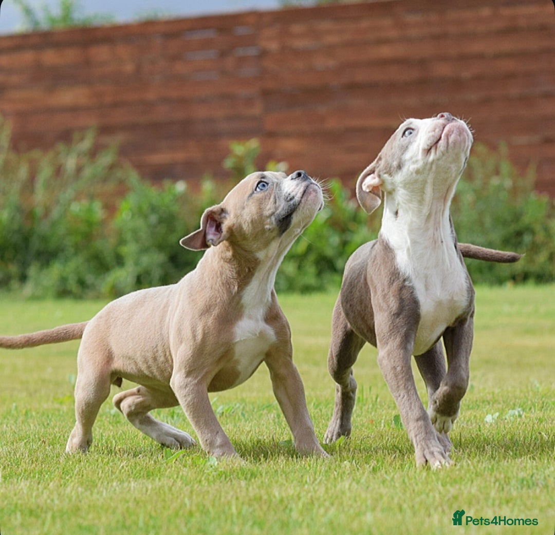 Olde English Bulldogge dogs for sale: 🛑23 YEARS🛑5⭐️APPROVED⭐️LICENSED  - Image 7