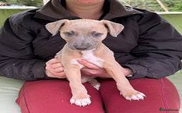 Whippet dogs for sale: KC Registered Whippet Puppies 🐶  - Image 2