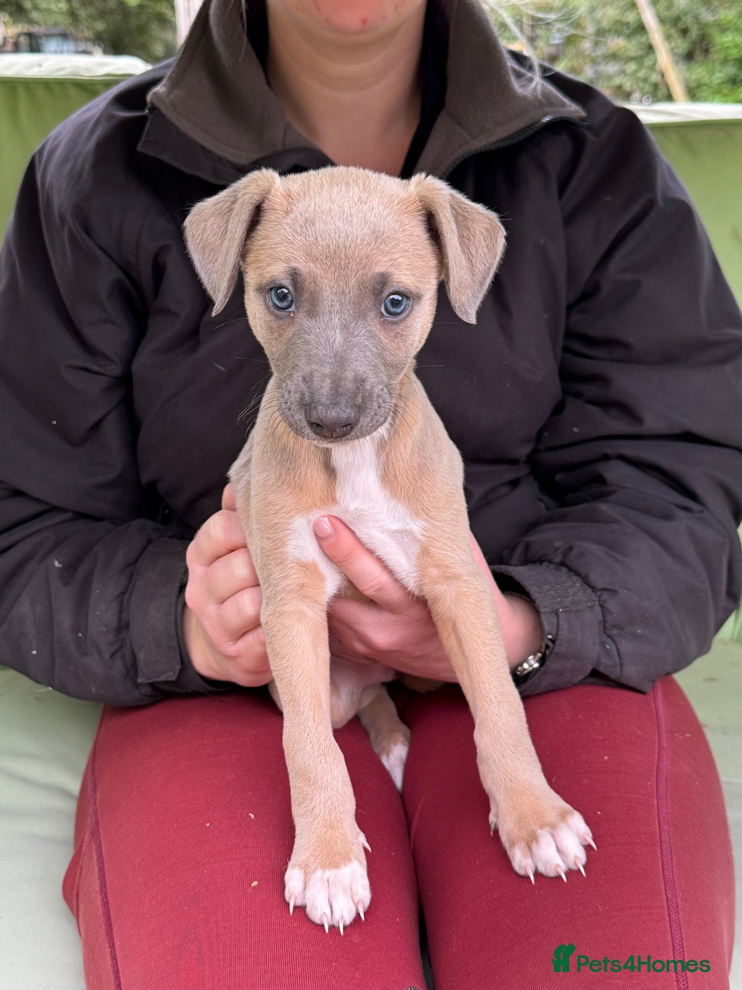 Whippet dogs for sale: KC Registered Whippet Puppies 🐶  - Image 2