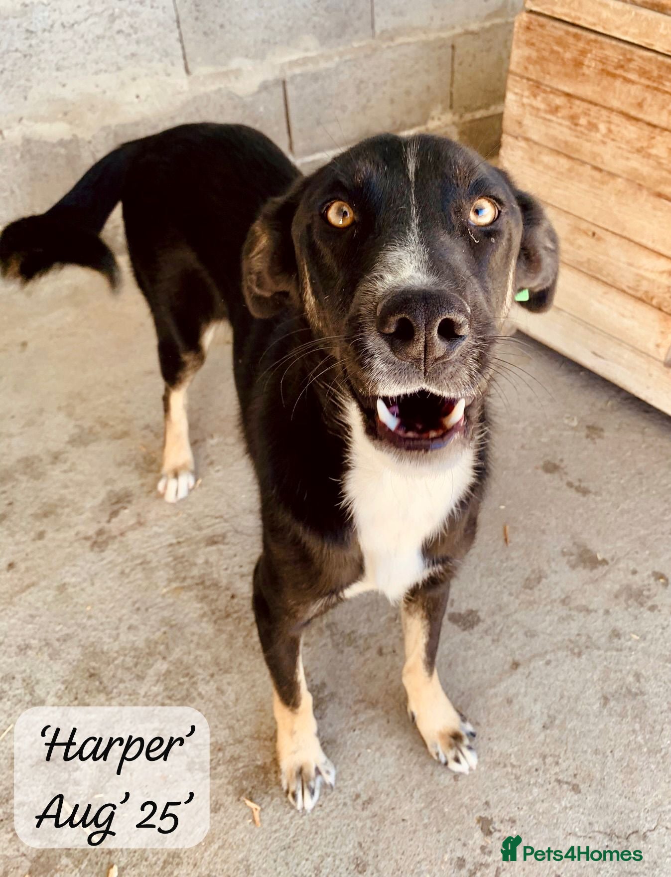 Mixed Breed dogs Harper, 18 months. Available for adoption. - Advert 17