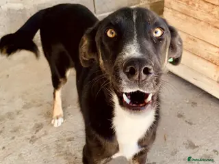 Mixed Breed dogs Harper, 18 months. Available for adoption. - Advert 17