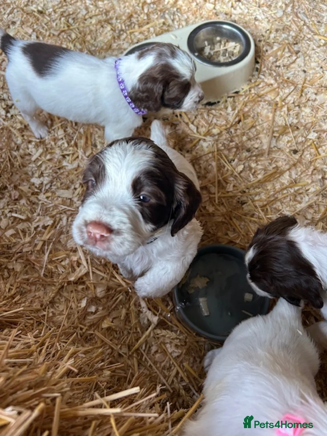 English Springer Spaniel dogs for sale: KC Registered English Springer Spaniel Puppies in Birmingham - Advert 3
