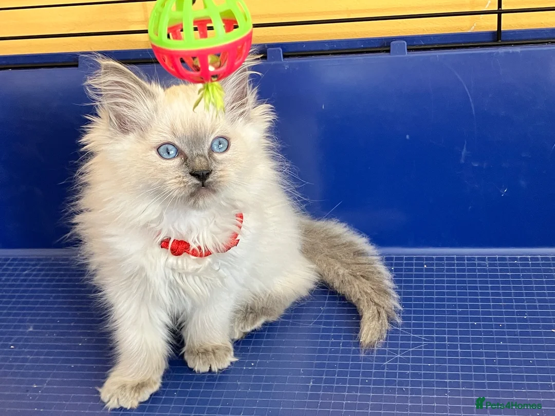Ragdoll cats for sale: GCCF Ragdoll 🏆Champion Bloodline🌟5-Gen Pedigrees - Advert 2