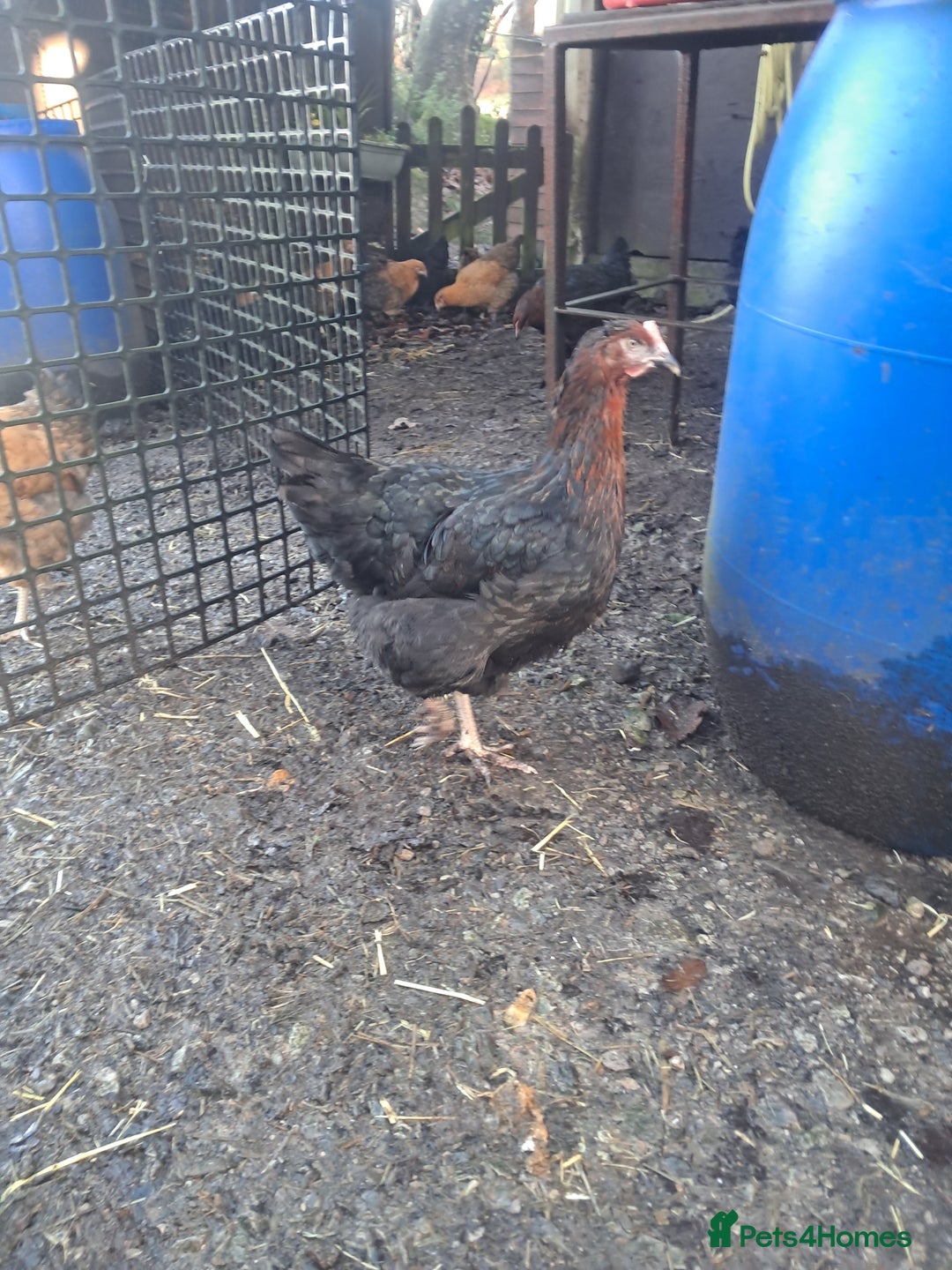 Chickens poultry for sale: POINT OF LAY PULLETS AVAILABLE  - Advert 12