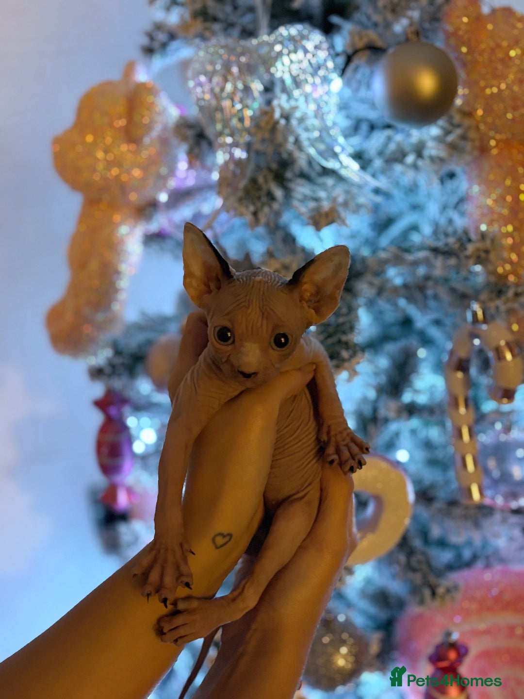 Sphynx cats for sale: Two beautiful male Sphynx kittens  - Advert 16