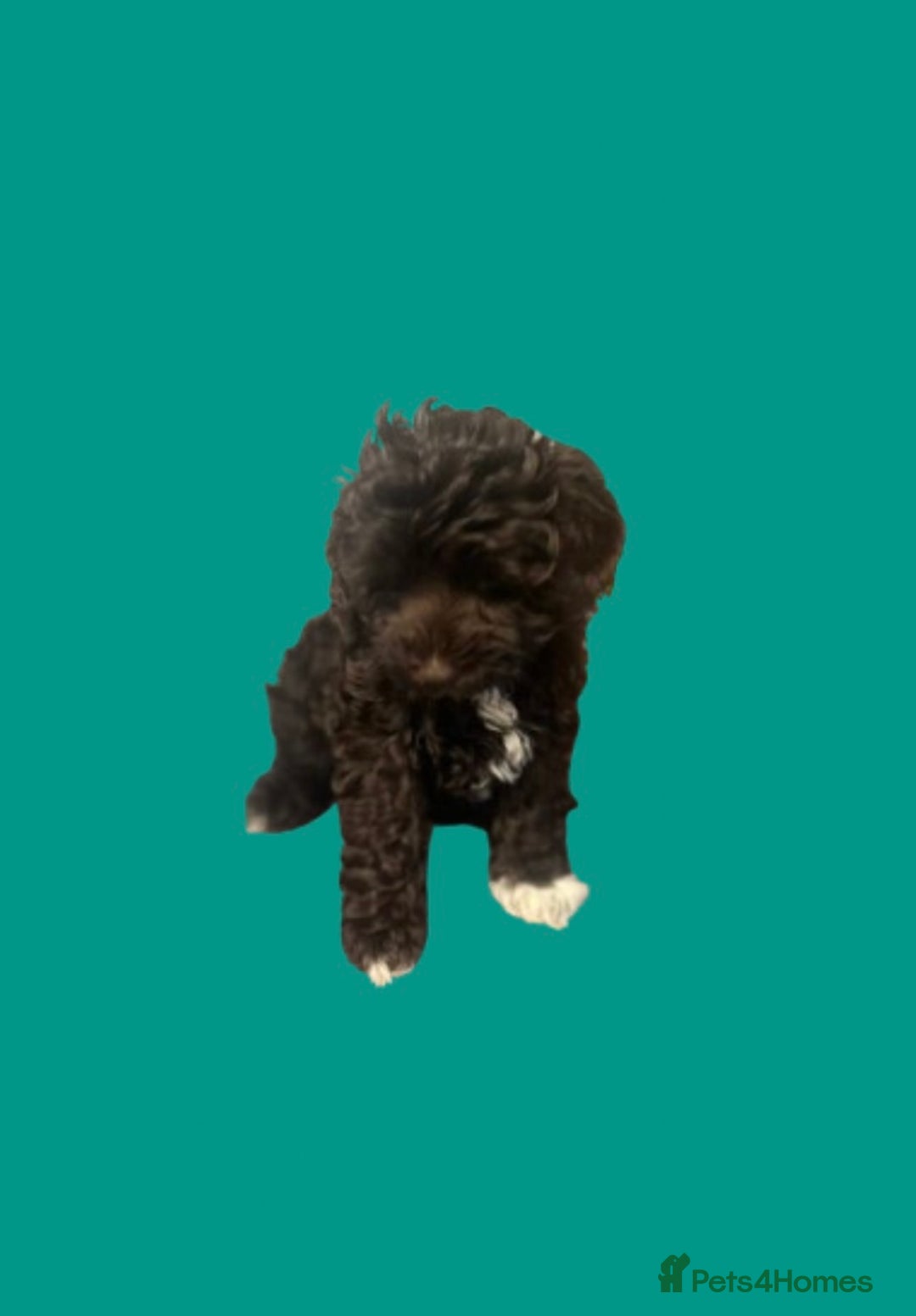 Toy Poodle dogs for stud: K.C Chocolate ToyPoodle at Stud in Coventry - Advert 31