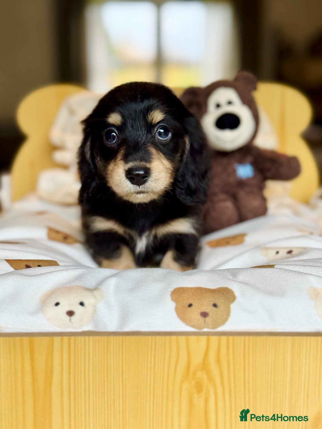 Miniature Dachshund dogs for stud: KC Registered - Health Tested - Proven Stud Dog 🏅 - Advert 19