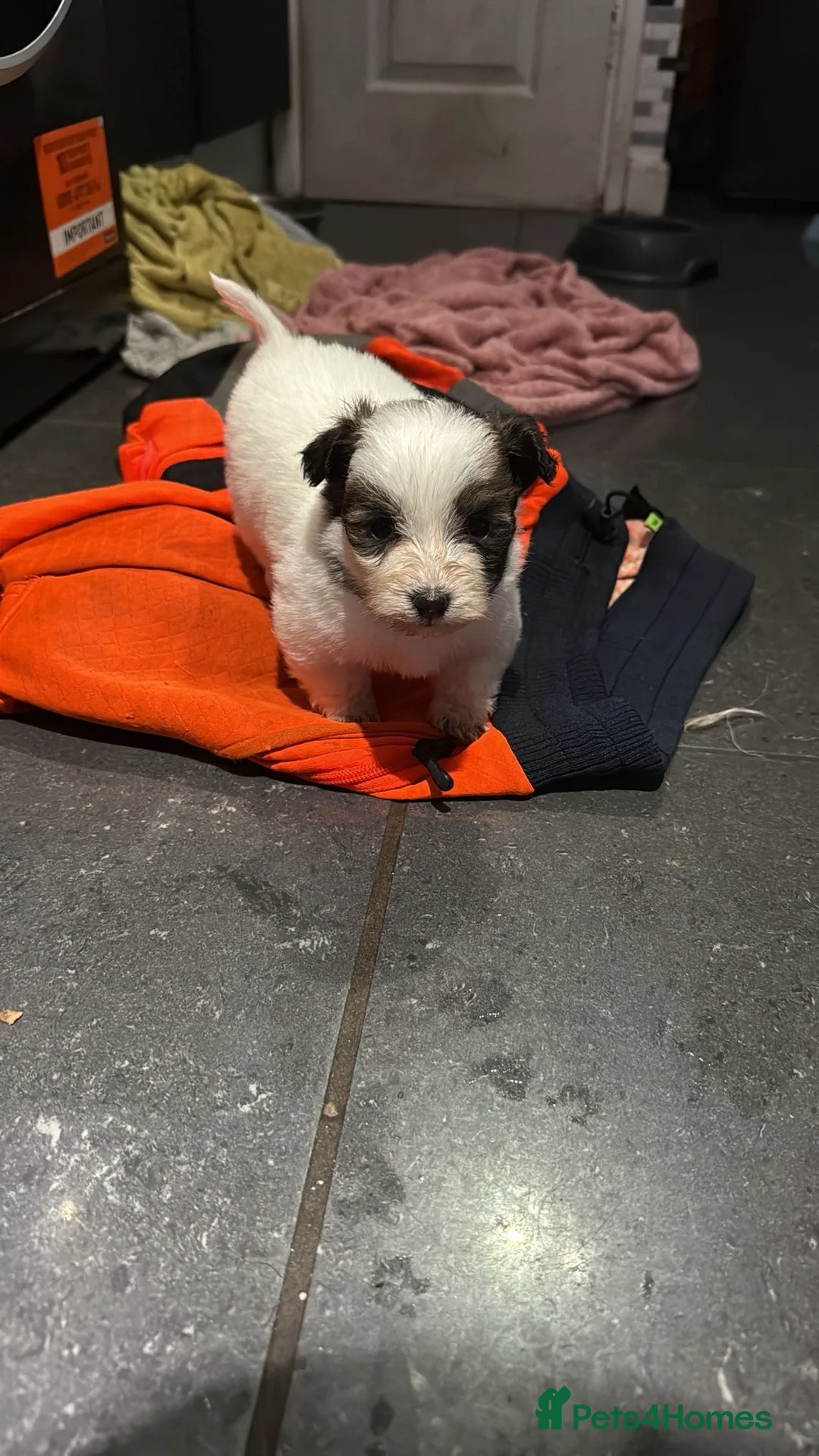 Morkie dogs for sale: 3 beautiful morkies looking for forever home  - Advert 8