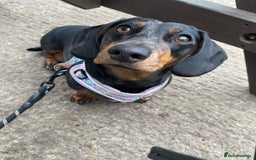 Dachshund dogs for sale: Daschund  - Image 8