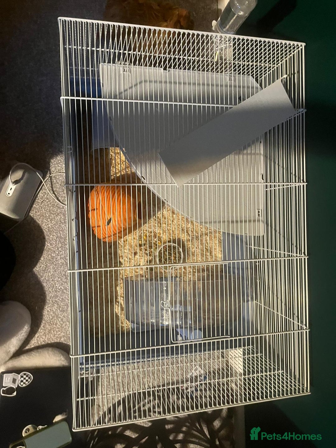 Hamster rodents for sale: Hamster for sale  - Advert 7