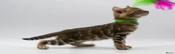 Bengal cats for sale: TICA Registered Brown & Snow Lynx Bengal Kittens - Advert 13
