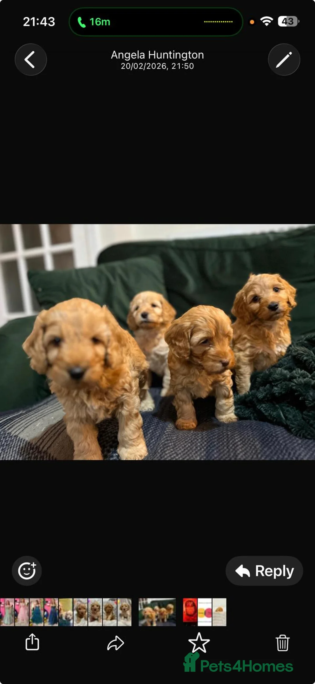 Cockapoo dogs for sale: Beautiful Red & Apricot F1B Cockapoo puppies  - Advert 1