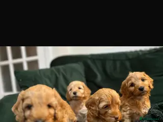 Cockapoo dogs Beautiful Red & Apricot F1B Cockapoo puppies - Advert 5