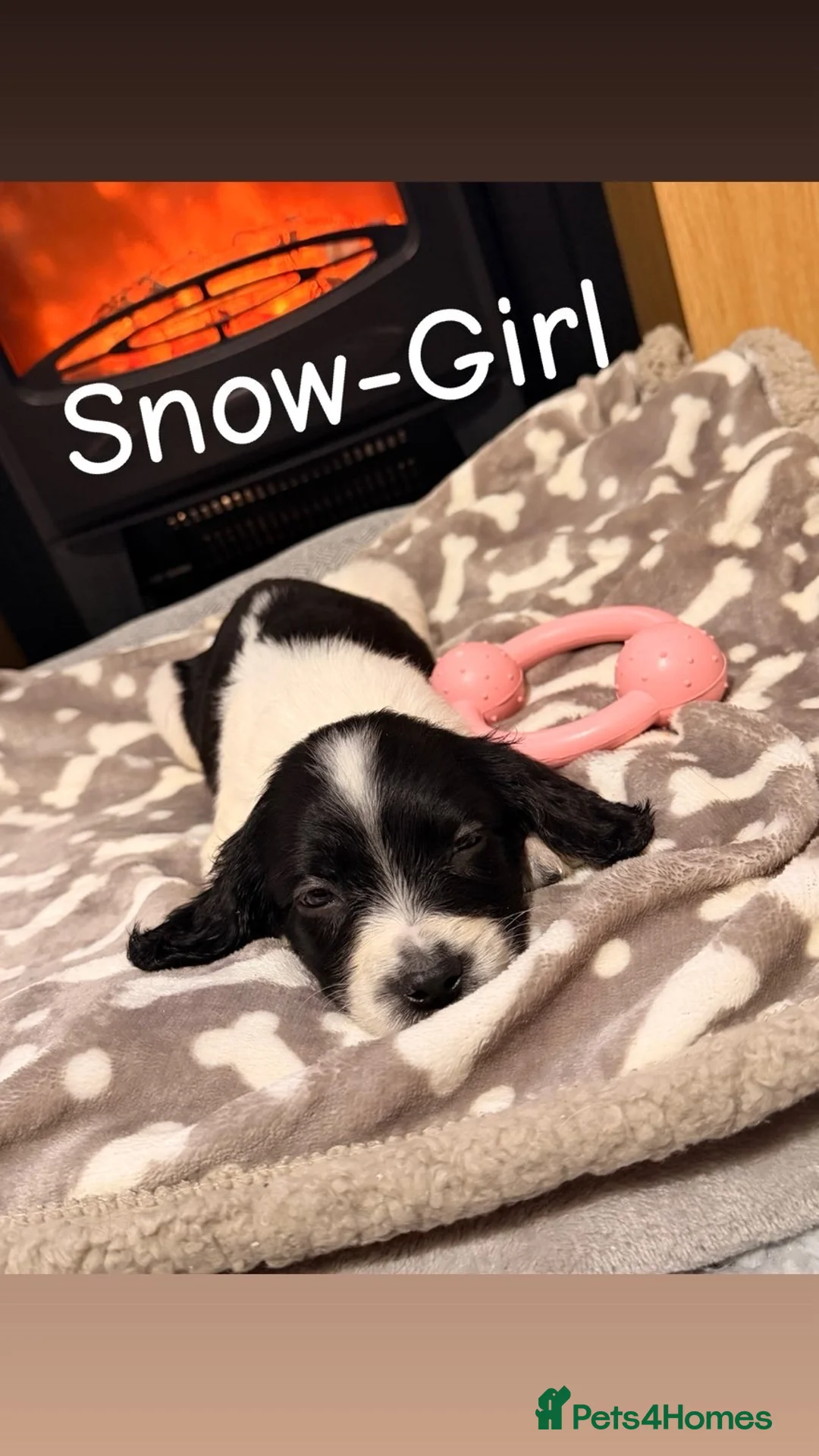 Cocker Spaniel dogs for sale: Cocker spaniel in Omagh - Advert 15