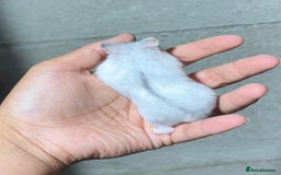 Hamster rodents for sale: OLDER STUNNING TAME PEDIGREE HAMSTERS - Image 7