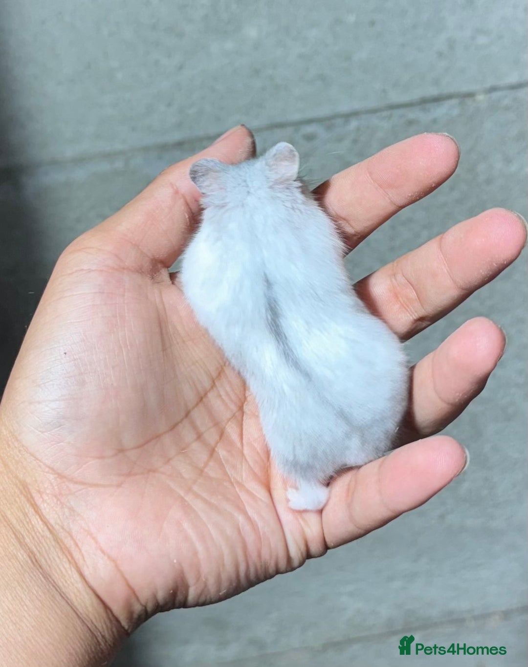 Hamster rodents for sale: OLDER STUNNING TAME PEDIGREE HAMSTERS - Image 7