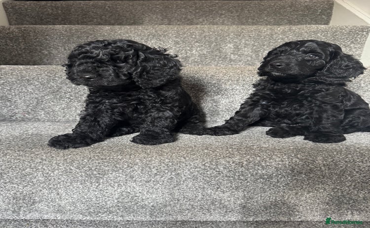 Mixed Breed dogs - Advert 11