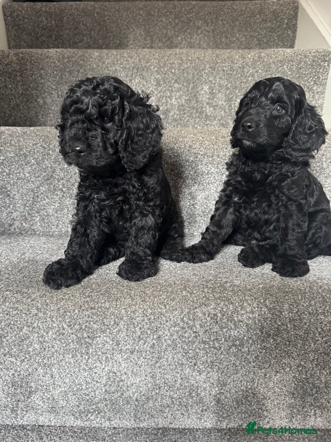 Mixed Breed dogs for sale: 1 Puppy Available Cavapoo / Cockapoo puppies  - Image 1