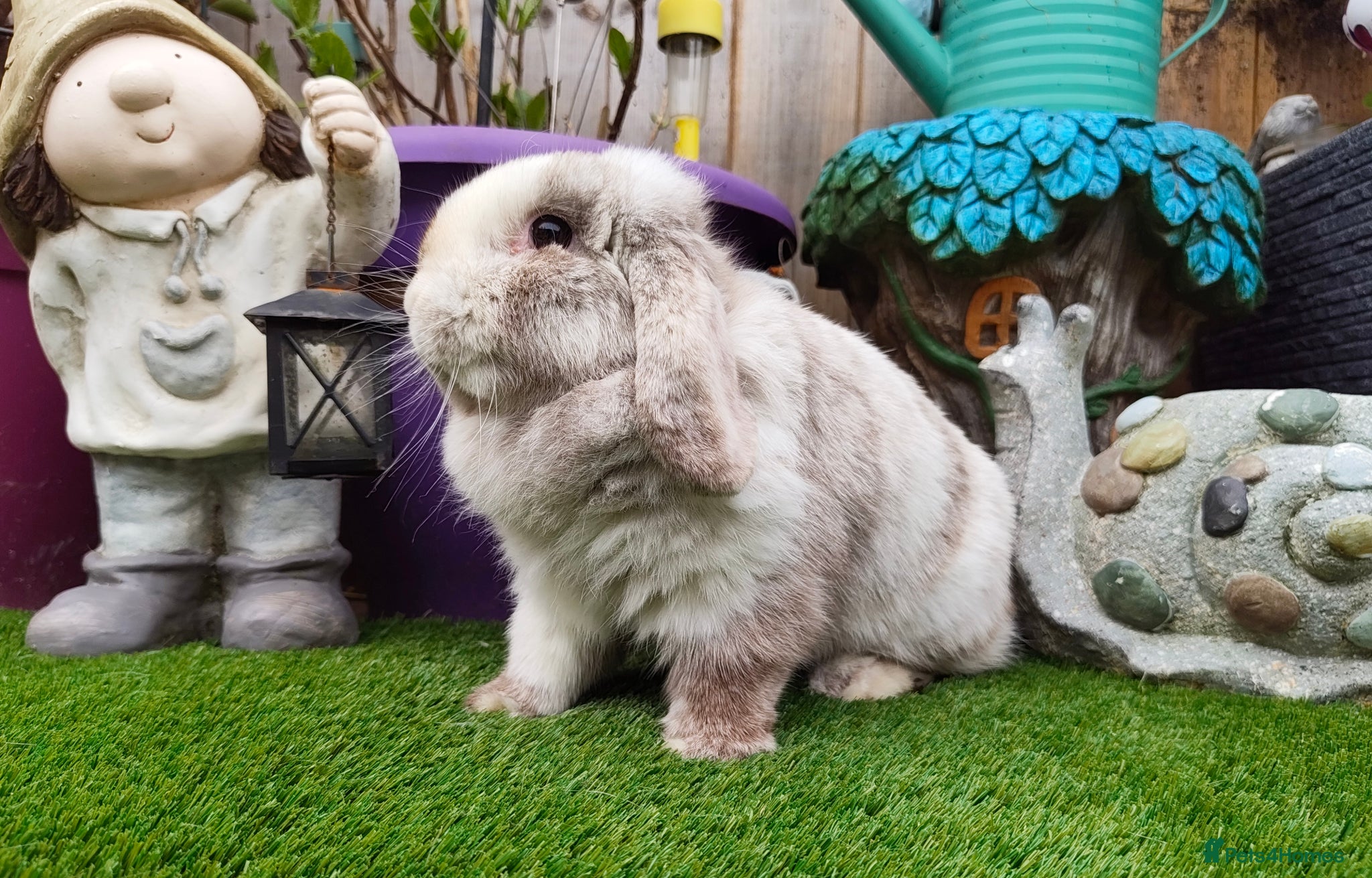 Mini Lop rabbits Stunning mini lops  - Advert 17
