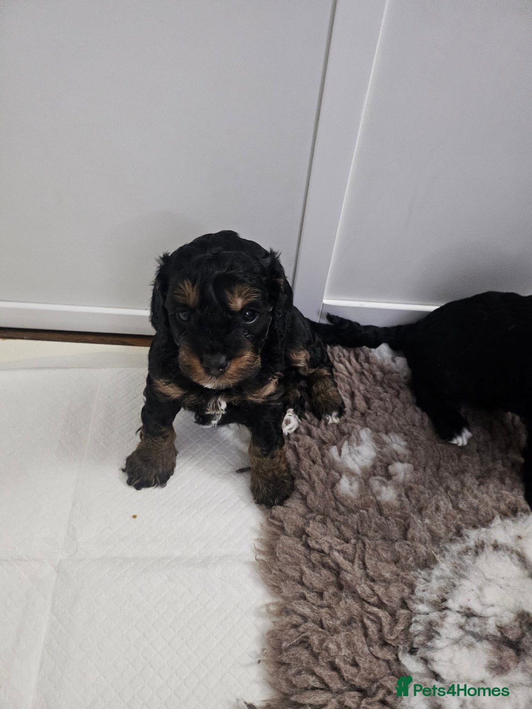 Cavapoo dogs for sale: Gorgeous F1b Toy Cavapoo Babies   - Advert 17