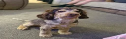 Cocker Spaniel dogs for stud: Cocker Spaniel STUD  - Advert 14