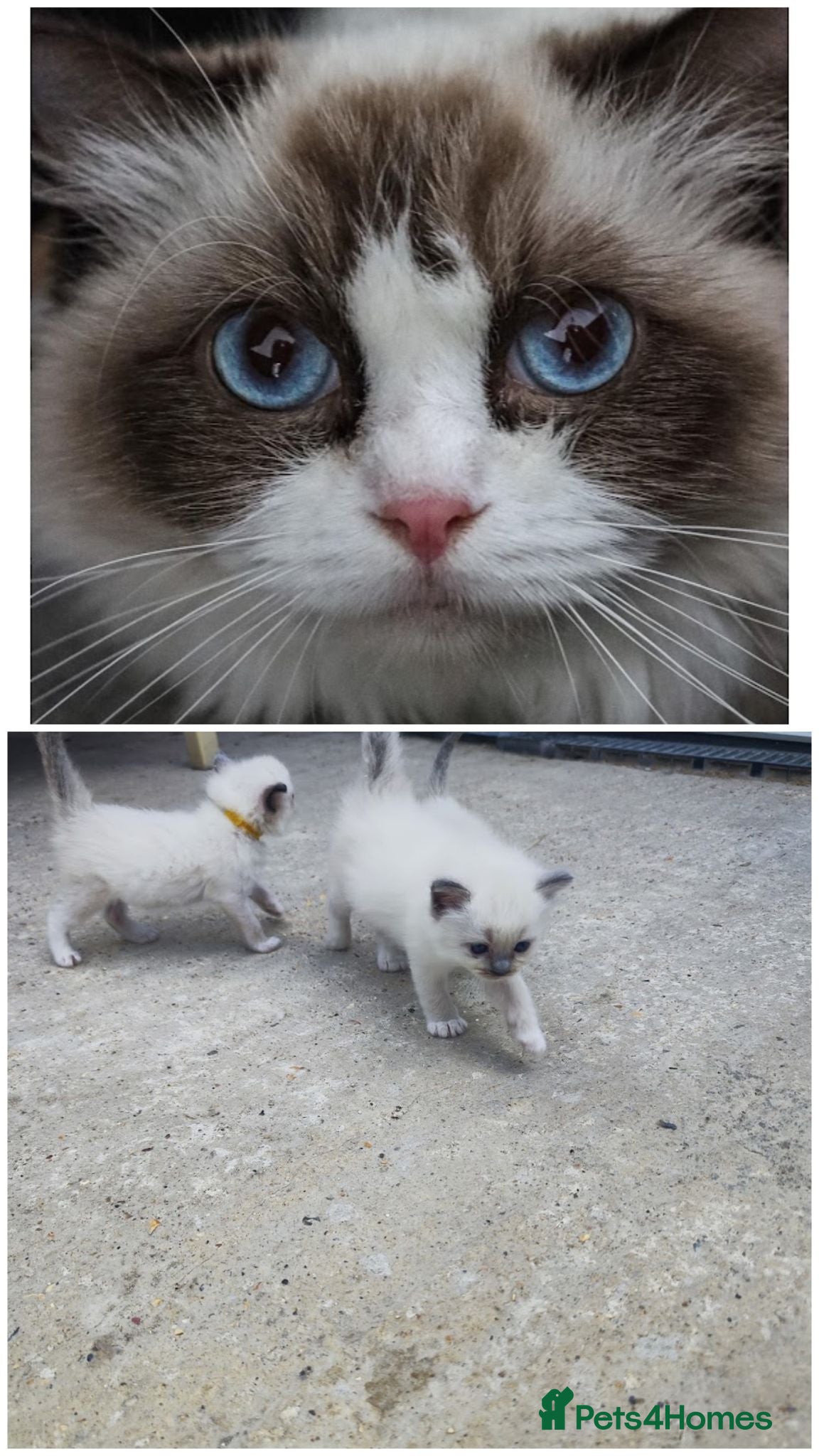 Ragdoll cats Ragdoll kittens - Advert 11