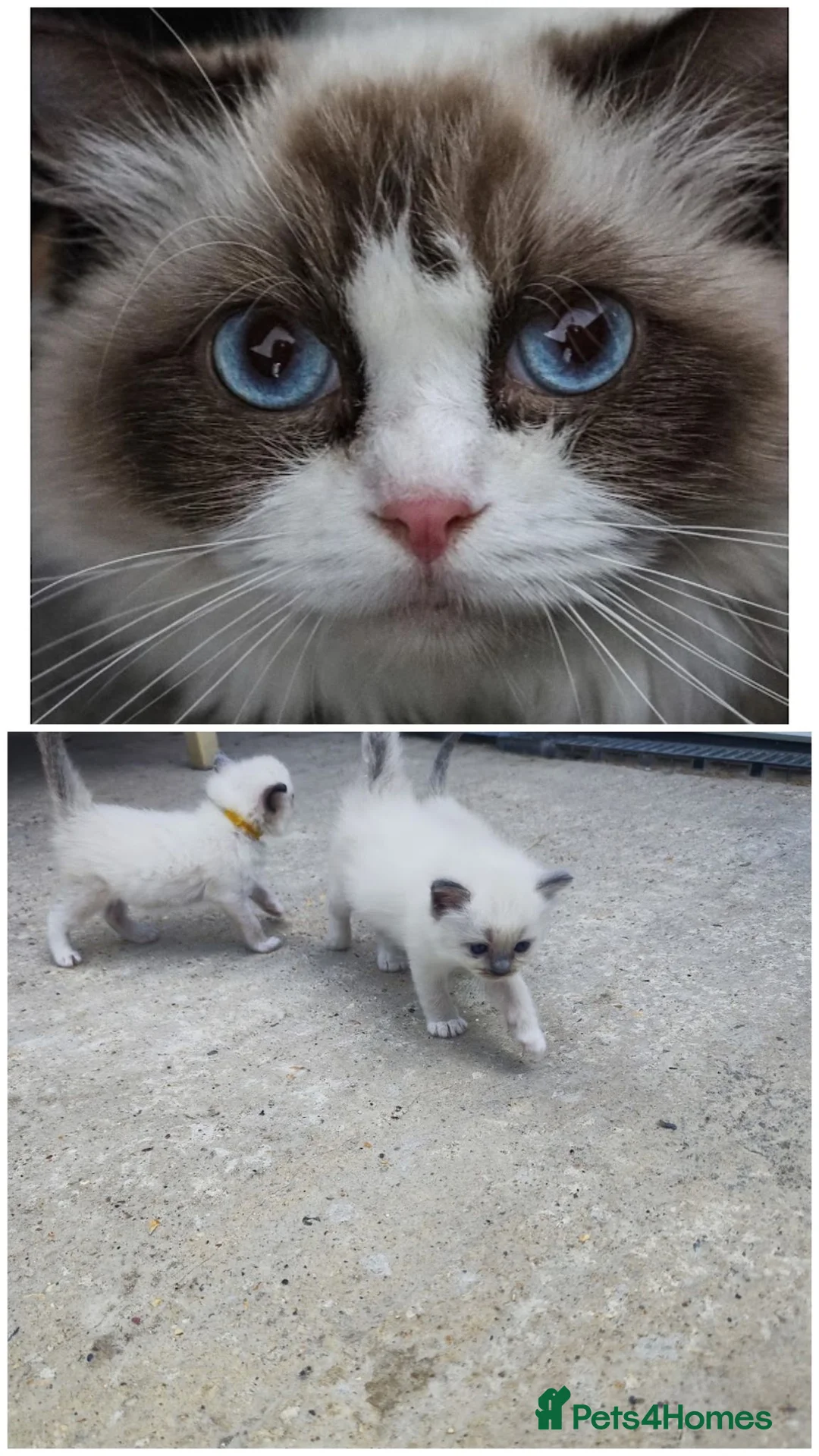 Ragdoll cats for sale: Ragdoll kittens - Advert 1